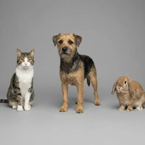 A Cat, Dog, Rabbit AI image generation instruction